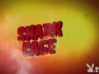 Cazzuto ragazze swam con shark in il gabbia
